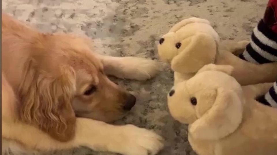 Hund oder Hausschuh? Retriever Molly verwechselt Schuhe mit Welpen Golden-Retriever-Hund sitzt vor Hunde-Hausschuh