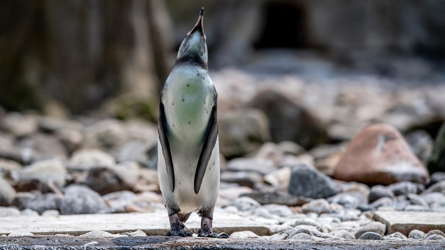 Zoo in Dresden