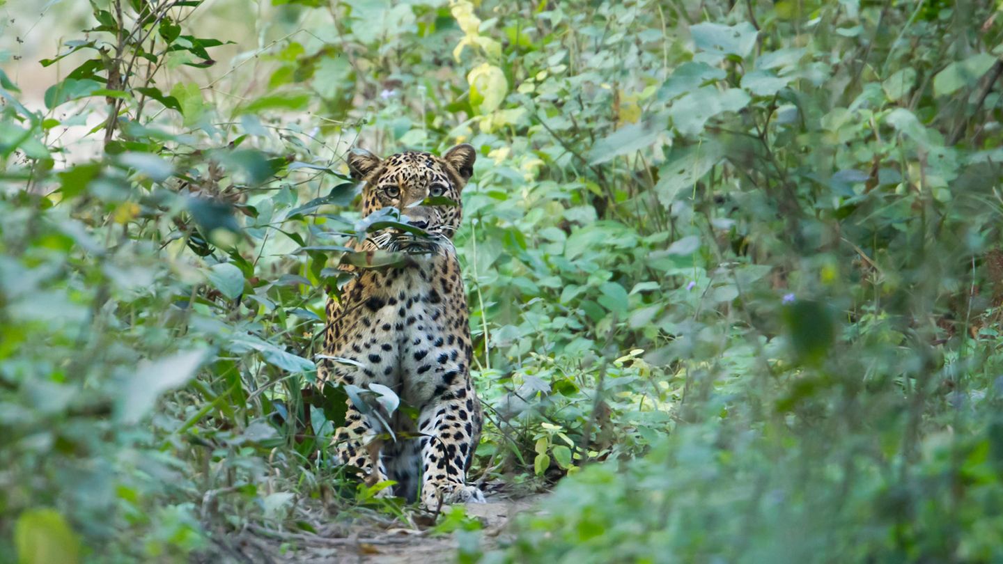 Die Anzahl der Leoparden in Indien ist gestiegen