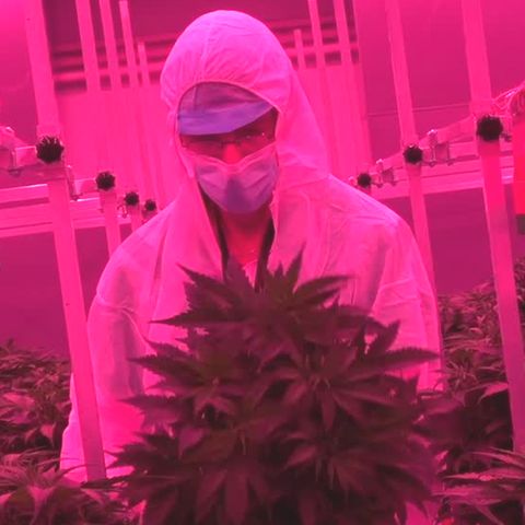 Ein Mann im weißen Overall und mit Mundschutz steht in pinkem Licht vor einer üppigen Cannabis-Pflanze