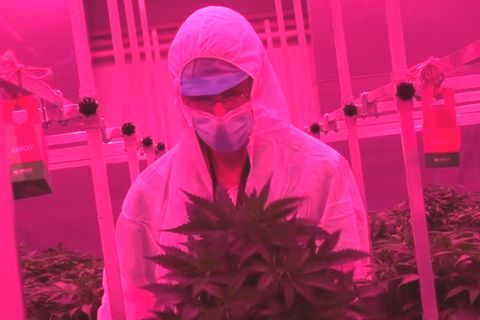 Ein Mann im weißen Overall und mit Mundschutz steht in pinkem Licht vor einer üppigen Cannabis-Pflanze