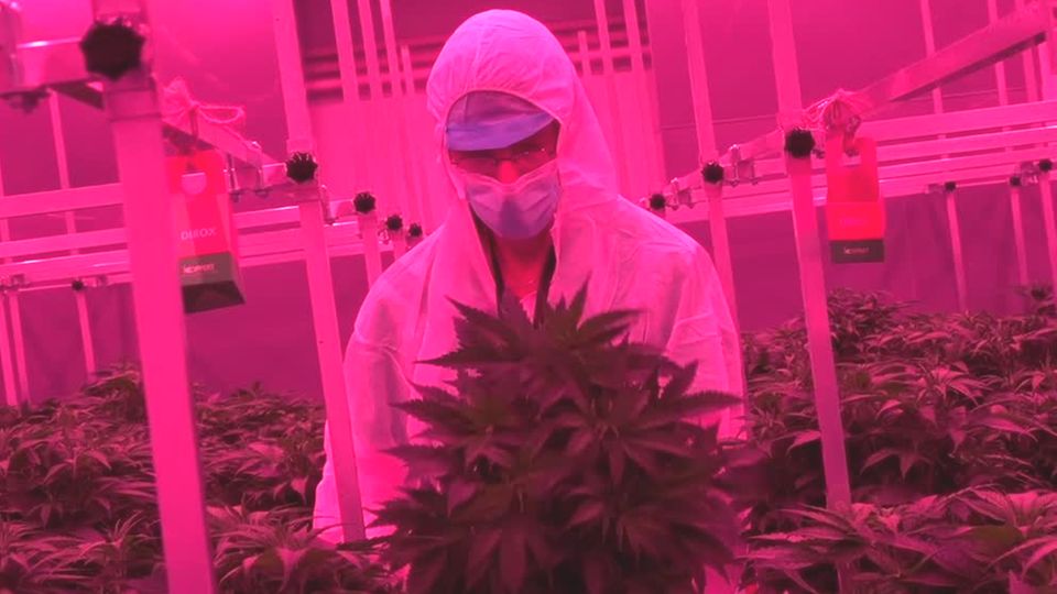 Ein Mann im weißen Overall und mit Mundschutz steht in pinkem Licht vor einer üppigen Cannabis-Pflanze