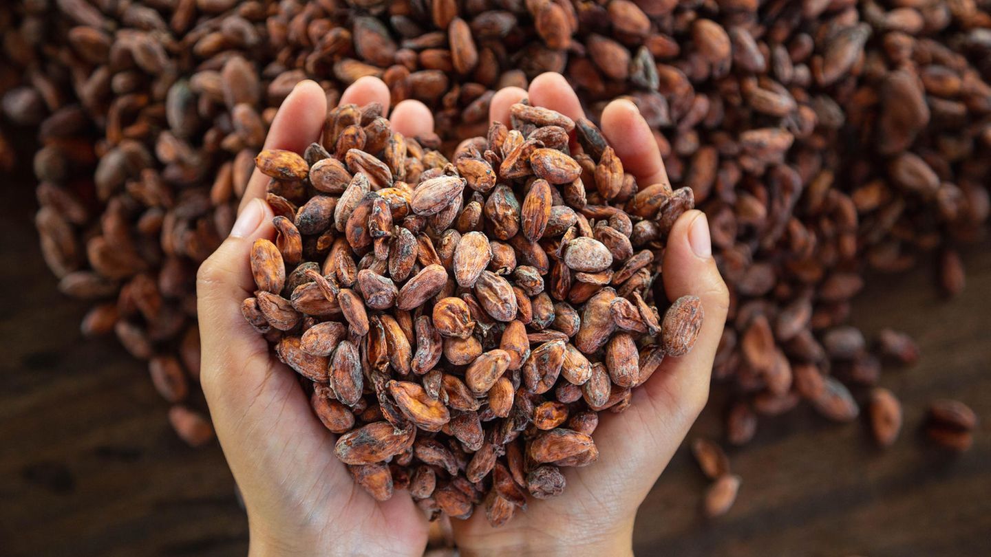 Nachhaltige Produktion: Kakao, der auch den Produzenten gut tut: Darauf sollten Sie beim Kauf von Schokolade achten Nachhaltige Produktion: Kakao, der auch den Produzenten gut tut: Darauf sollten Sie beim Kauf von Schokolade achten