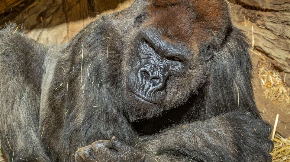 Gorilla Zoo San Diego Ein Gorilla liegt auf seine Unterarme gestützt unter einer künstlichen Felswand in der Sonne. Unter ihm liegt Stroh