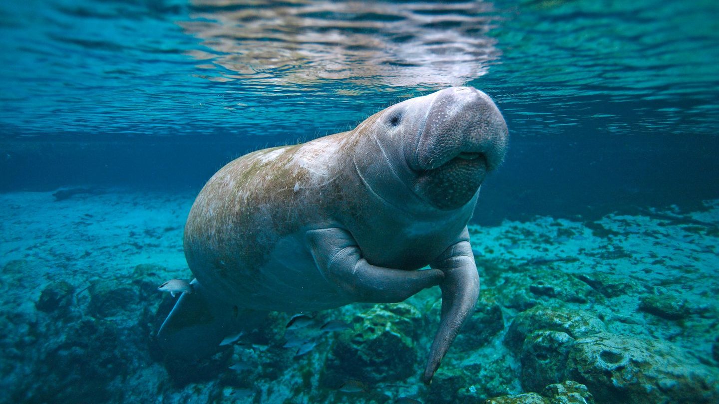 Eine Seekuh in Florida, USA
