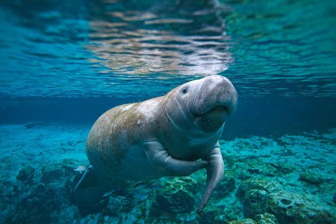 Eine Seekuh in Florida, USA