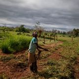 Platz 10: Sambia  Sambia gehört zu den Ländern, die die Hauptlast der globalen Klimakrise tragen: 10,1 Millionen Menschen sind auf humanitäre Hilfe angewiesen. Die Temperaturen sind seit 1960 um etwa 1,3 Grad Celsius gestiegen, während die jährliche Niederschlagsmenge um durchschnittlich 2,3 Prozent pro Jahrzehnt zurückgegangen ist. Dazu kommen aufeinanderfolgende Dürreperioden, Heuschreckenplagen und Überschwemmungen. Die Folgen dessen sind besonders verheerend für den Agrarsektor und die Lebensmittelversorgung im Land: Im Juli 2020 benötigten 2,6 Millionen Menschen in Sambia dringend Nahrungsmittelhilfe. 