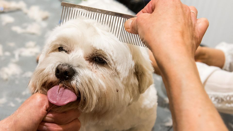 Der Malteser Oskar wird in einem Hundesalon hübsch gemacht Der Malteser Oskar wird in einem Hundesalon hübsch gemacht