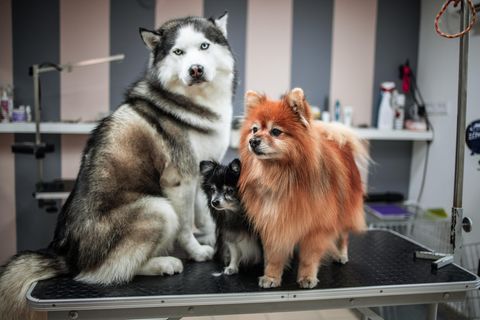 Drei frisch frisierte Hunde stehen auf einem Tisch