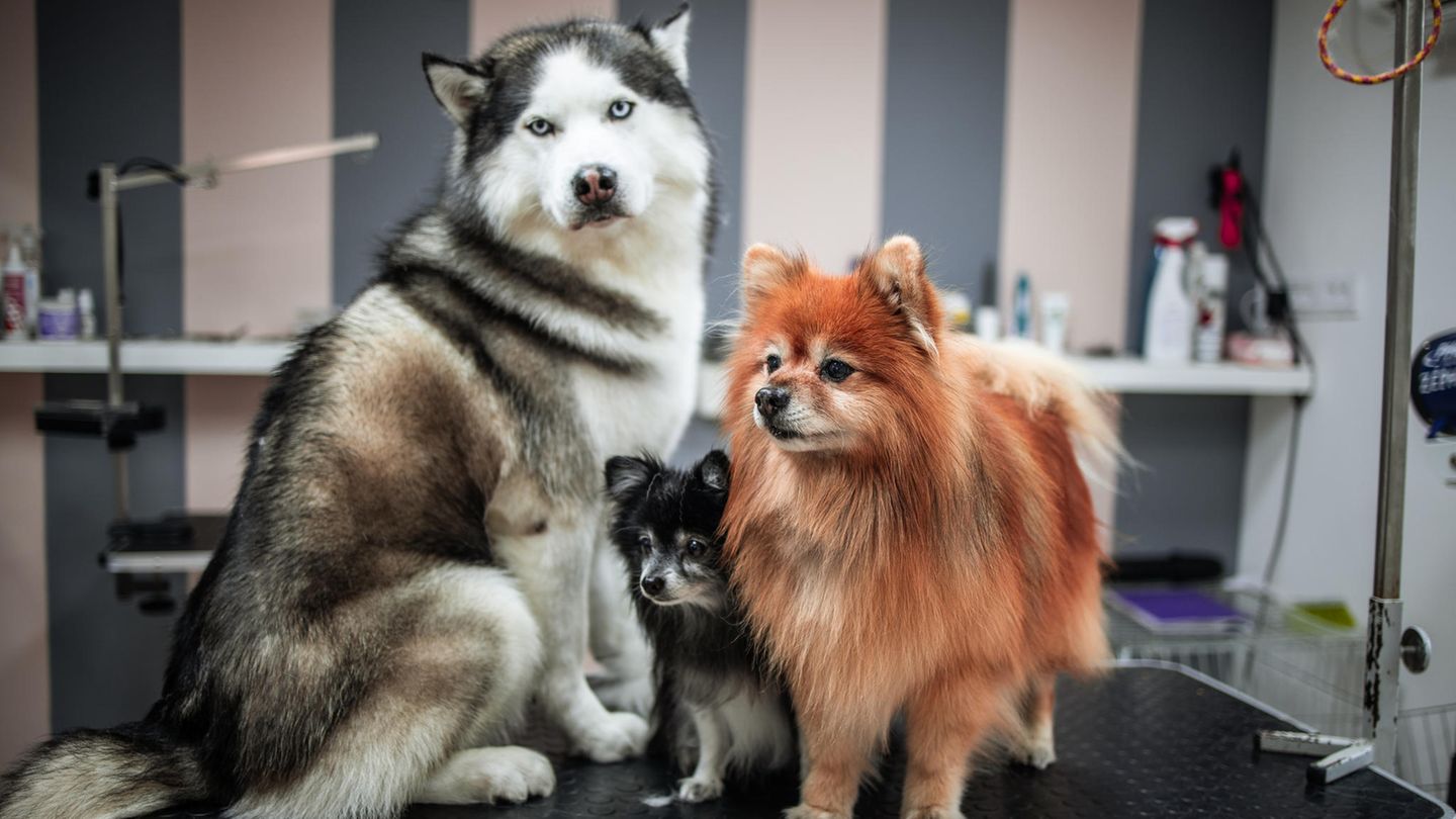 Drei frisch frisierte Hunde stehen auf einem Tisch