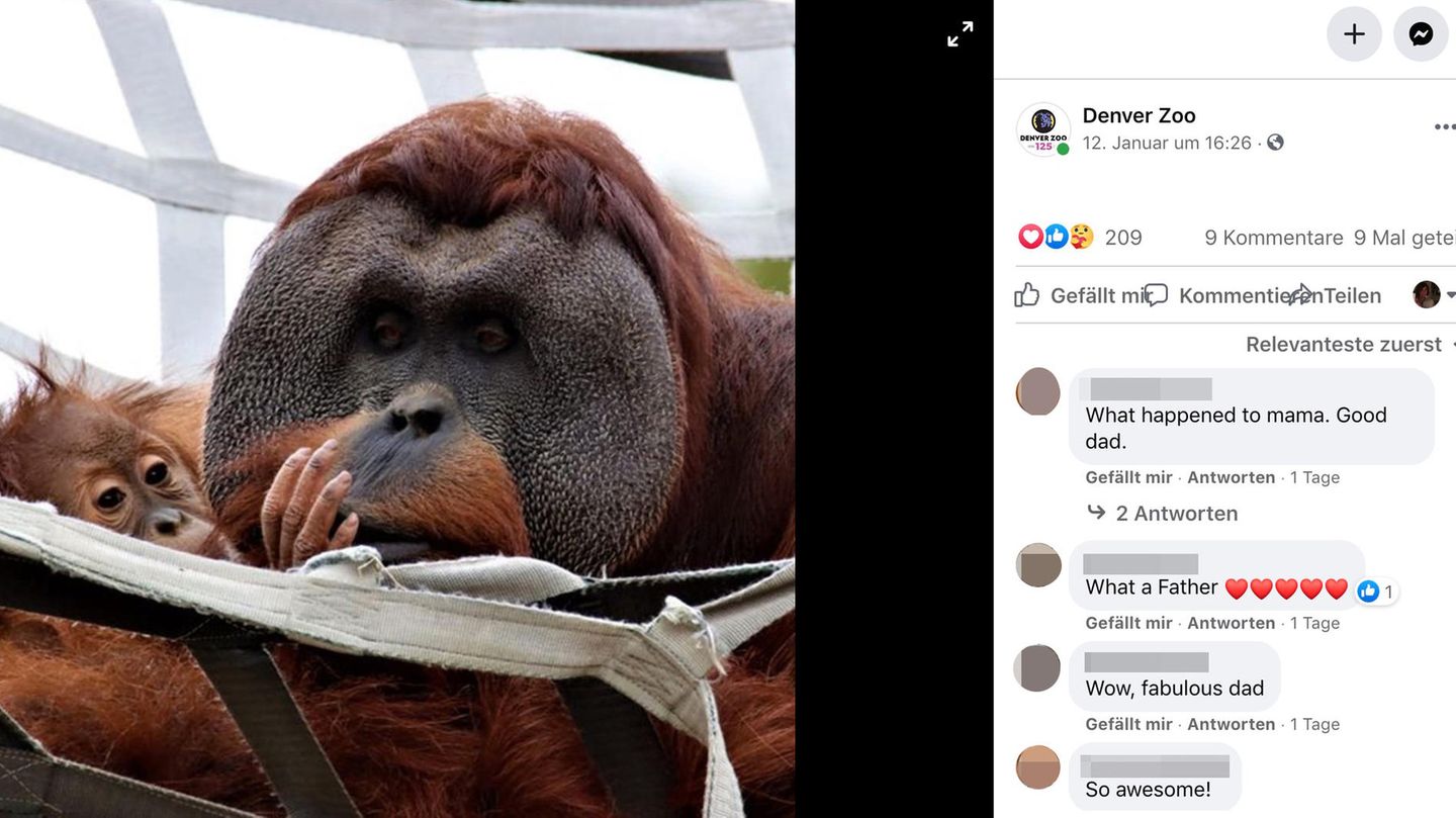 Ein männlicher Orang-Utan kuschelt mit seiner Tochter